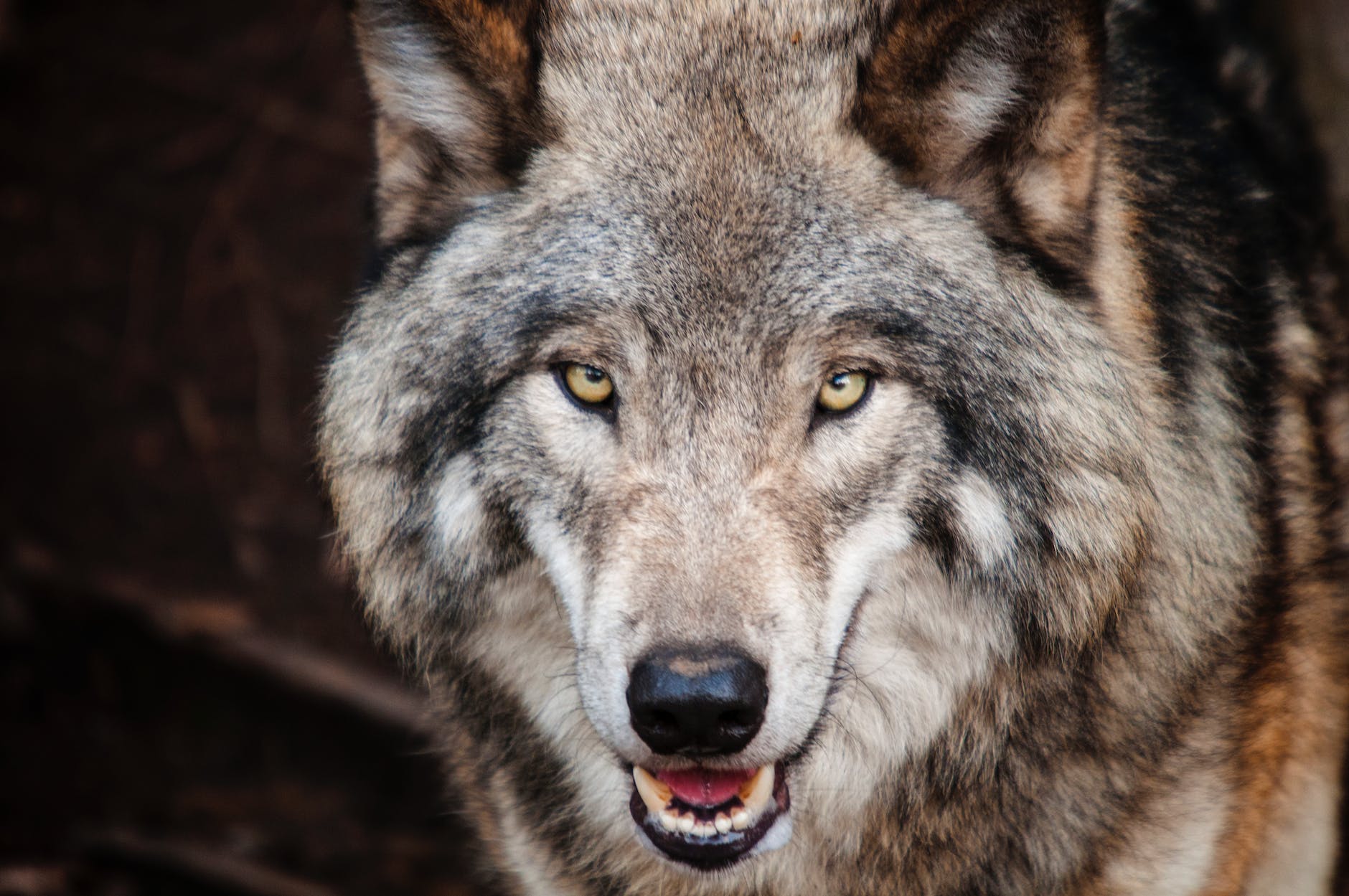 ‘Europees geld beschikbaar om boeren te helpen op te treden tegen wolf’