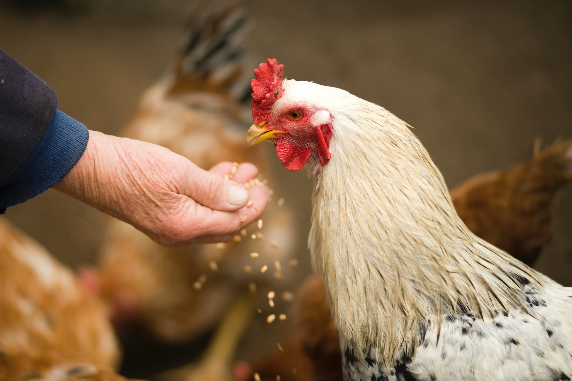 MVO: ‘Adema’s kip heeft nu wel lang genoeg gebroed op landbouwakkoord’