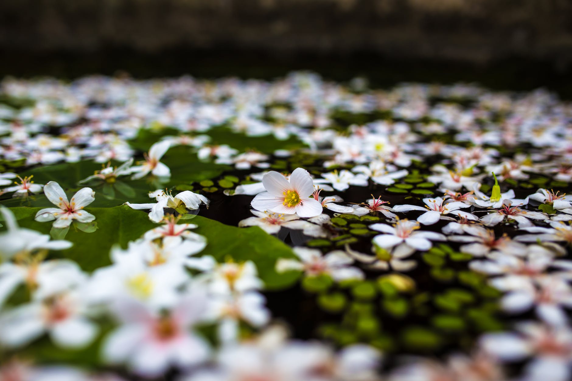delicate flowers on water surface of lake