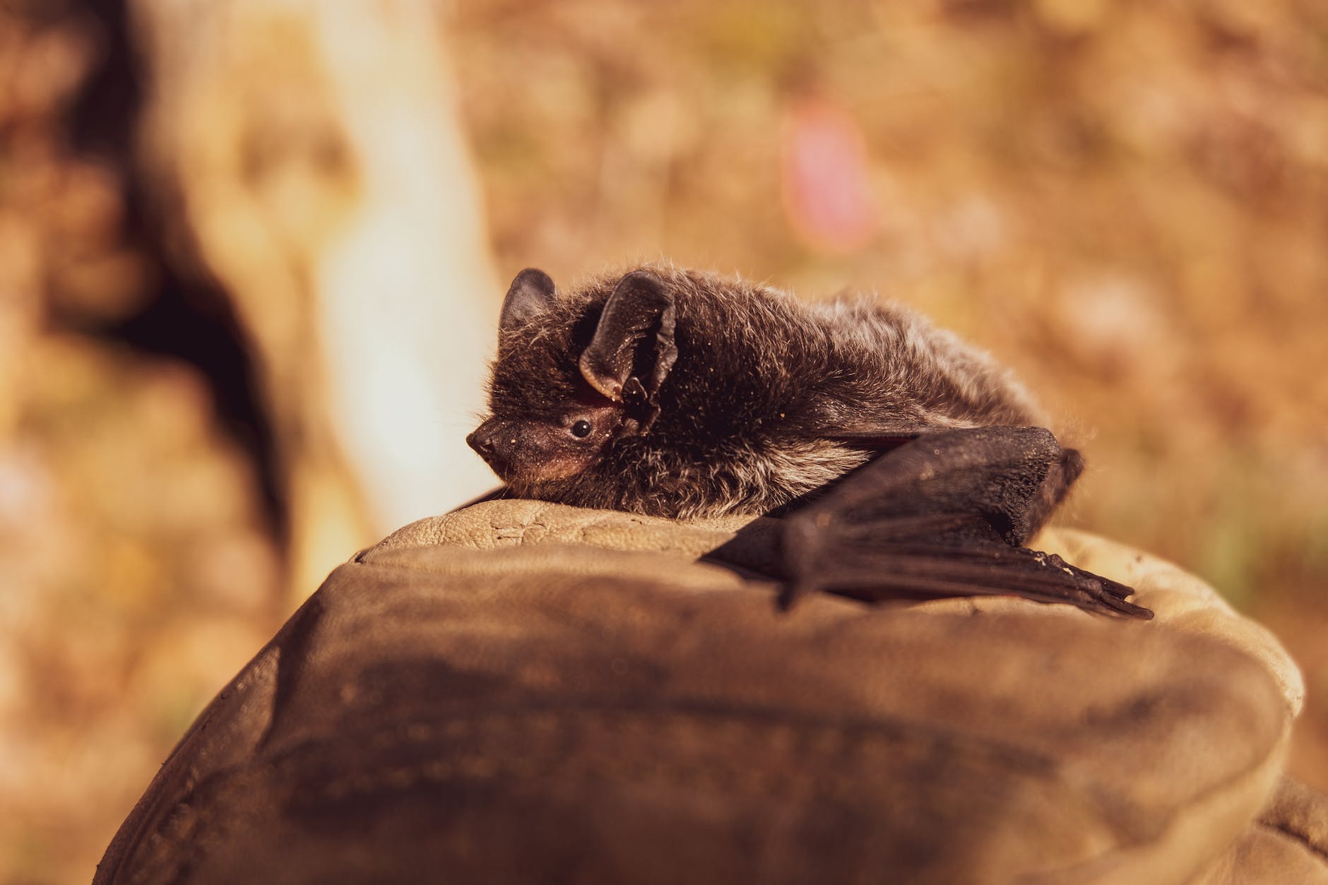 selective focus photo of black bat on brown stone