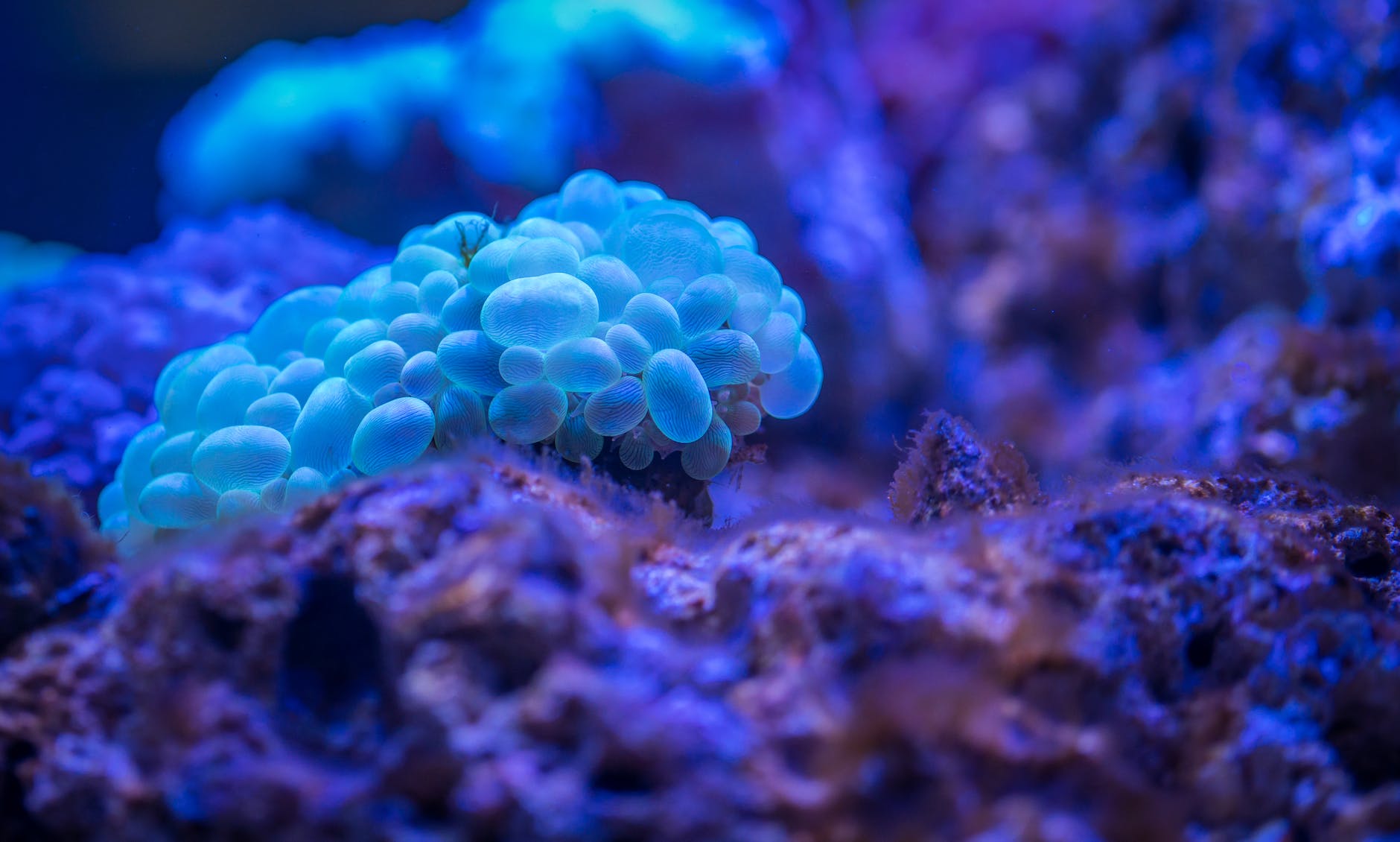 Wetenschappers ontdekken nieuw ecosysteem onder hydrothermale bronnen
