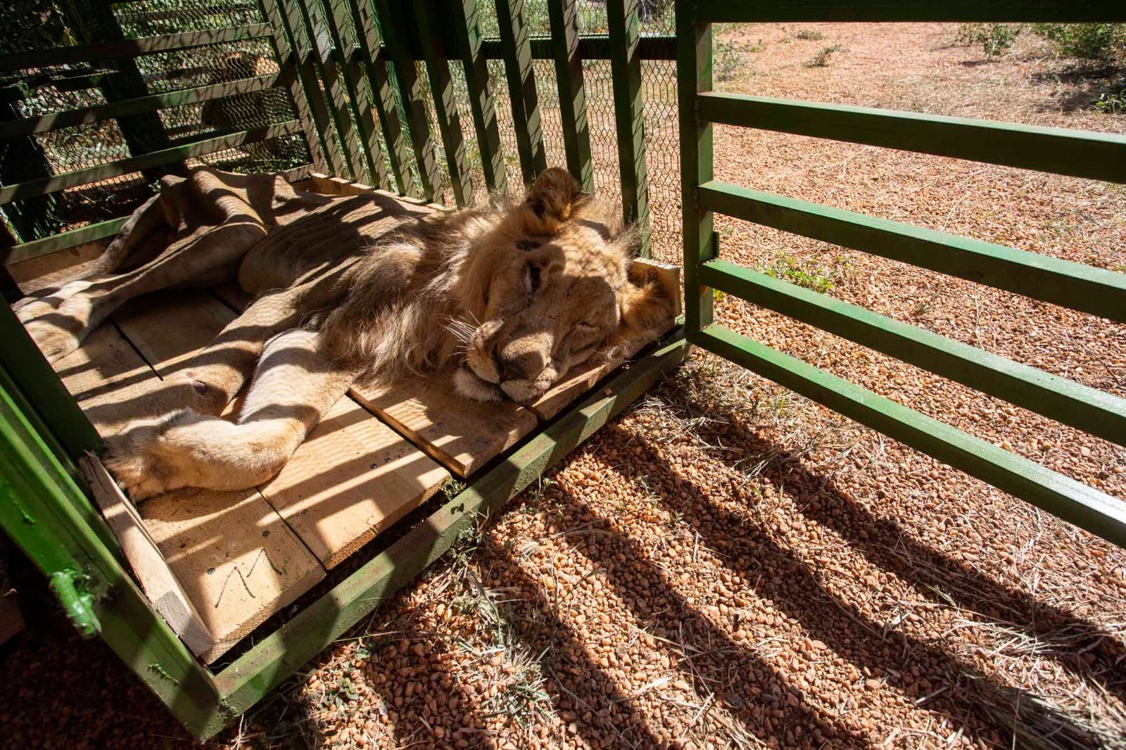 Vier Voeters redt bijna vijftig wilde dieren uit conflictgebied in Soedan