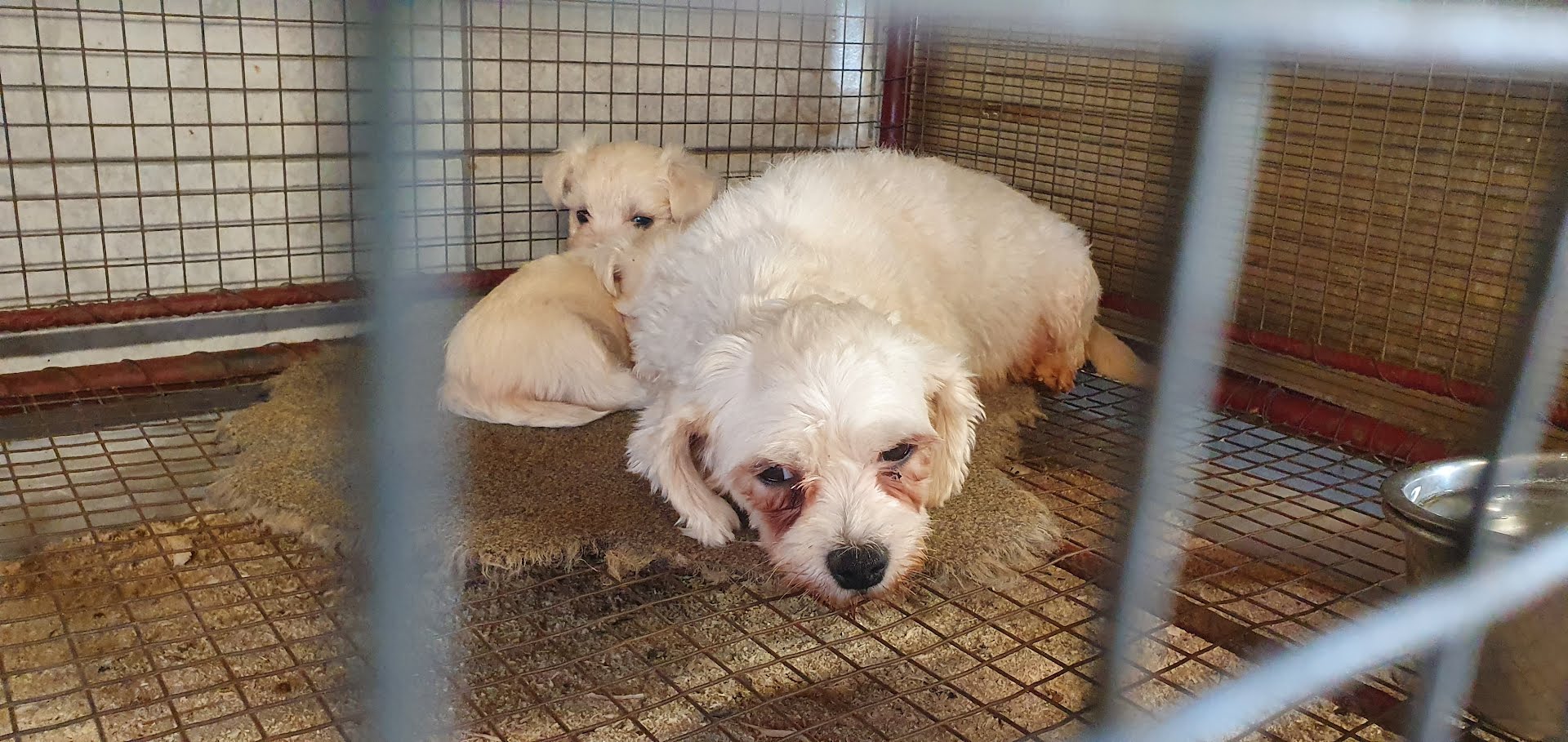 Oplichters in illegale puppyhandel in Europa, waaronder Nederland, ontmaskerd