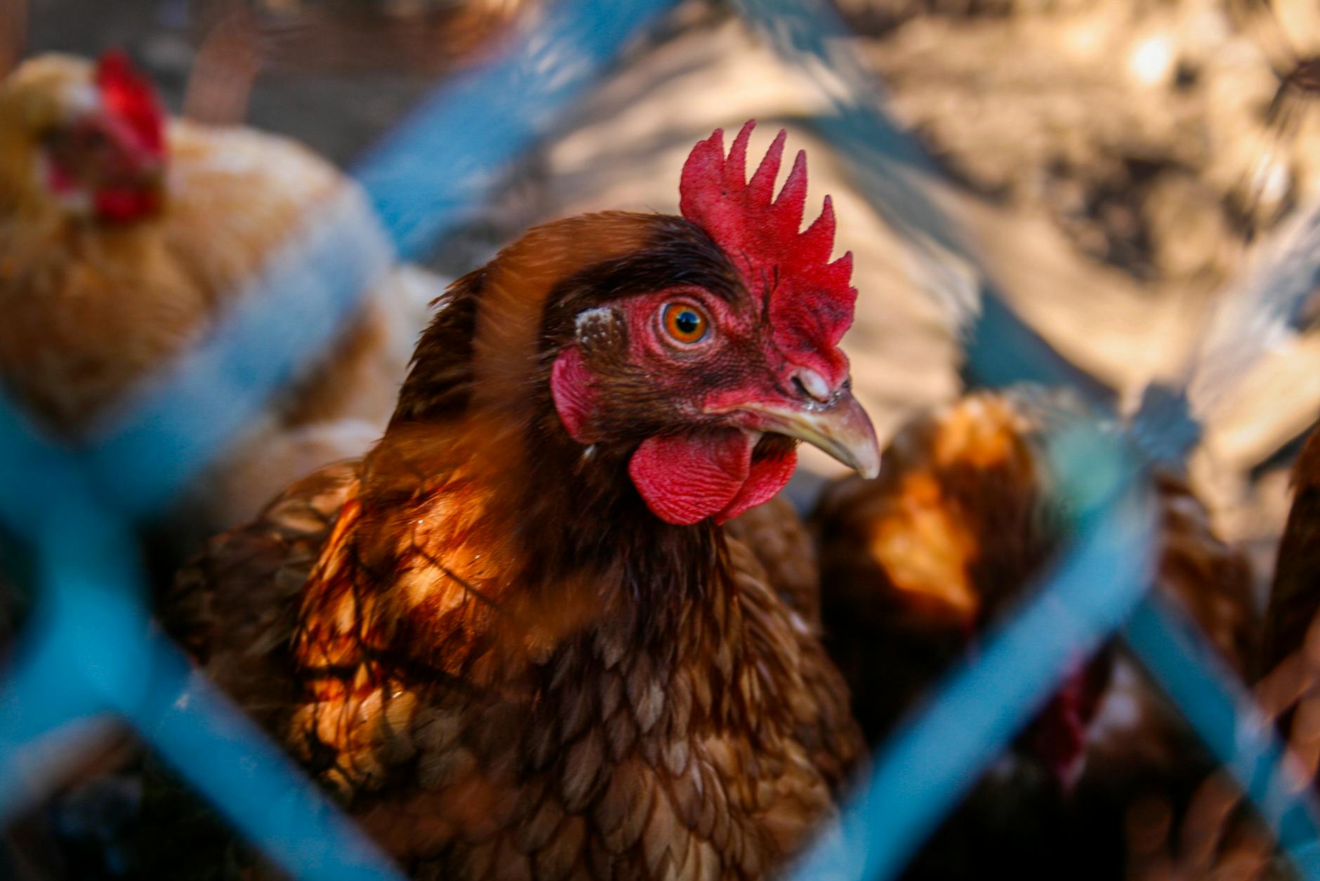 Wakker Dier wint zaak tegen vervoerders kippen, niet langer bij de poten op tillen